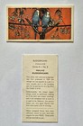 14 budgerigars  Anonymous Trade Cards  14 Cards From A Set Of 20 