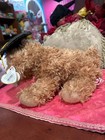 Ty Classic Plush - Grad The Dog - Class Of 2007     With