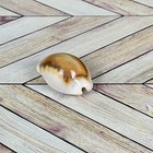 Money Cowrie  cypraea Moneta  Seashell From Guam   Yap Region  early 1950   s 