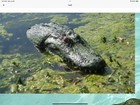 28  Floating Alligator Gator Head Decoy W  Reflective Eye pond heron goose pool