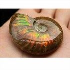 Natural Crystal Iridescent Ammonite Ammolite Facet Fossil Madagascar Gift 1 5in