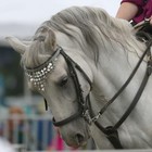 Pelham Horse Bit Double Jointed With Oval Link Stainless Steel