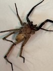 Preserved Spider Specimen Display With Ruler For Scale Reference