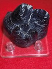 Mastodon Fossil Tooth Segment  Polk Co  Florida