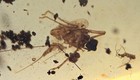 Planthopper And More - Fossil Insect Inclusion In Dominican Amber
