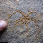 Best Quality Pos neg Starfish Ophiura Sp  Fossil Morocco Ordovician