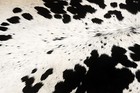 100  New Cowhide Rugs Area Cow Skin Leather  49  X 56   Cow Hide Sa-1168