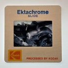 Vintage 1981 Kodak 35mm Slide     Group Of Alligators Basking In Sun