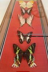 Stunning Collection Of 5 Real Butterflies Taxidermy In Wooden Framed Display