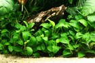 Buy 2 Get 1 Free Anubias Barteri Round Leaf Live Fish Tank Aquarium Plants