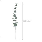 Eucalyptus Stems- 30pcs  Approximately 15   