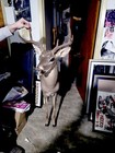 Whitetail Deer Shoulder Mount Buck Taxidermy 6 Point Antler Hunting Trophy Decor