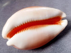 Cyprea Aurantium  100mm  F       W  Tiny Hairmark But  All Natural    Huge Size