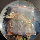 Chameleon Skeleton Specimen With Detached Limbs And Loose Leg Bones