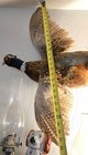 Flying Ringneck Pheasant Taxidermy Wall Art Wall Mount Bird Taxidermy Beautiful
