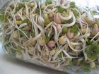 Mung Bean Sprouting Seeds - 12 Oz For Sprouts  Cooking  Gardening   More