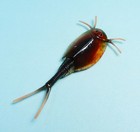 Kaiyodo Animatales Furuta Choco Egg Triops Tadpole Shrimp Figure Us Seller