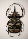 Megasoma Elephas  118mm Male  Very Scarce Elephant Beetle From Mexico
