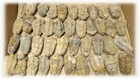 Trilobite Fossil - Millions Years Old Genuine Specimen