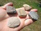 5 Choice Giant Armadillo Scutes Osteoderm Bones Florida Fossils Ice Age Extinct