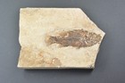 Asineops Squamifrons  Green River  Wyoming  Rare Locality