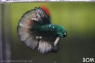 Rare Hulk  I Green Eyed Live Betta Male Hm Green Emerald   Bom-a670
