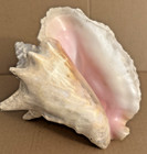 Conch Shell Large 10 