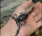  1  Live Early Sub-adult Female Emperor Scorpion  pandinus I    3   -4    Inches 