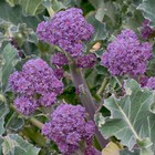 Purple Sprouting Broccoli Seeds  100    Organic   Florida Grown   Rare