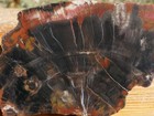 Tcr Petrified Wood  highly Agatized  Agate jasper lapidary Rough Slab 183 Grams