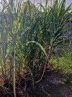  fresh Organic Heirloom Louisiana Blue Ribbon Sugarcane Two Cuttings Purple   