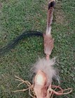   awesome Old  Vintage Native American Ceremony Rattle Shaker Shaman  Nice   