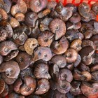 Rainbow 10pcs Of Natural Conch Fossil Colorful Spiral Ammonite Fossi Specimens