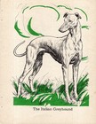 Vintage Italian Greyhound Print 1940 Diana Thorne Italian Greyhound Art 6465a