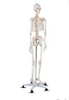 Giantex Life Size 70 8  Human Anatomical Anatomy Skeleton Medical Model
