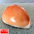 Cypraea Aurantium  21  88 0mm Golden Beauty From The Philippines F   F   