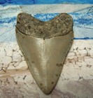 Megalodon Shark Tooth 3 1 4  Sharks Teeth Big Jaw Fossil Real Megladon Serrated