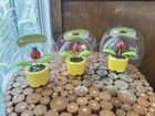 Solar Dancing Ladybug Pink  Toy Sunlight Powered Dancer Bobble Head Set Of 3