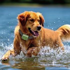 Dog Training Collar 4500ft Remote Rechargeable Shock Waterproof Trainer 4500ft