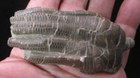 Beautiful Triassic Fossil Crinoid Crown Encrinus Liliiformis From Germany