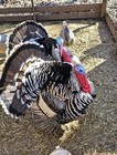 6 Heritage Breed Turkey Hatching Eggs  Please See Item Description For Breeds