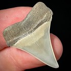 Lesser White Shark Tooth  carcharodon Hastalis  1 08  Real Fossil Shark Teeth