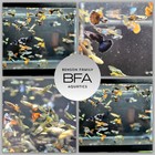 30 Live Guppy Fry 