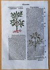 Post Incunable Leaf Hortus Sanitatis Colored Woodcuts Botany  e  - 1511
