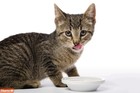 Hairball Remedy Plus Salmon Flavored Paste For Cats And Kittens  2 5 Ounce