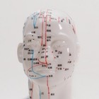 Human Head Acupoint Model Traditional Chinese Medicine Teaching Equipment
