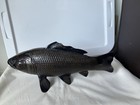 Vintage Toyo Japan Brown Cast Iron Koi Fish Okimono Statue Sculpture Apprx 17 5   