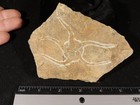 Starfish Fossil In Matrix  461 Million Years Old  From Morocco 279gr
