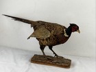 Vintage Taxidermy Pheasant Bird Fighting Pose Mount On Round Log Flat Base Cabin