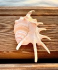 Beautiful Spiked Lambis Sea Shell Ocean Beach Coastal Tropical Decor 